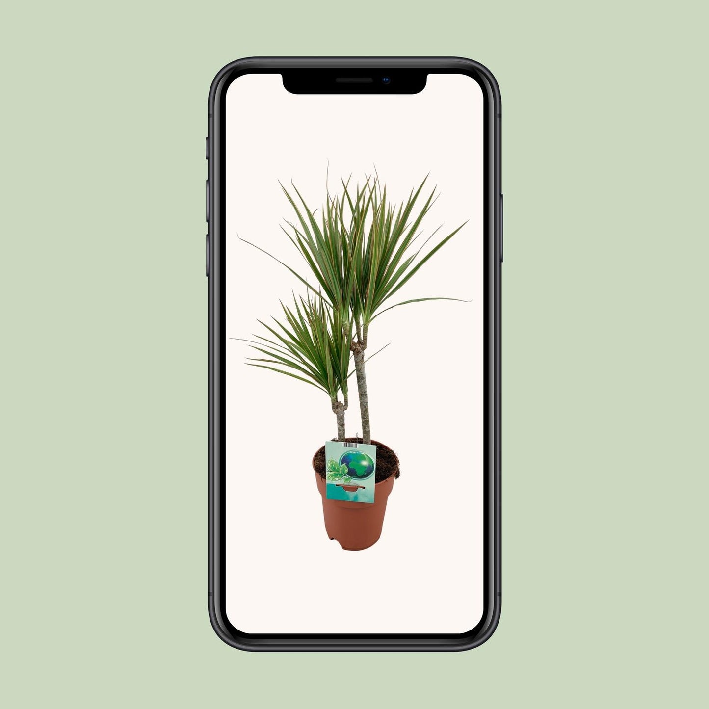 Dracaena Marginata Bicolor - Ø19cm - ↕70cm