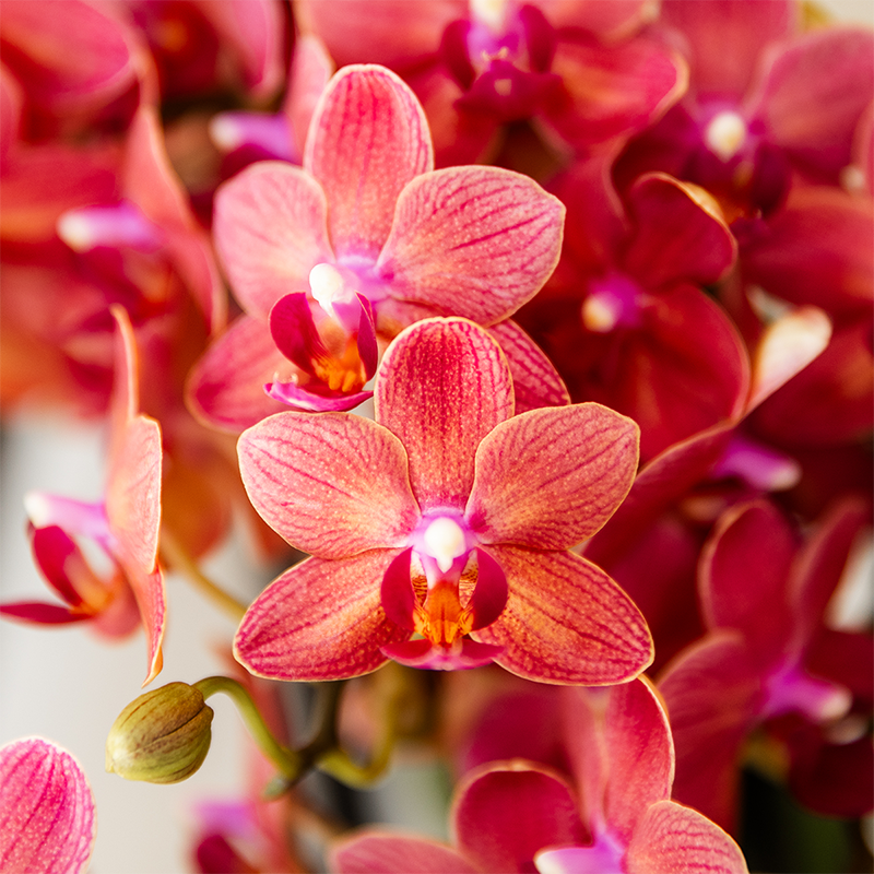Phalaenopsis mix – Ø9cm – ↕25-35cm