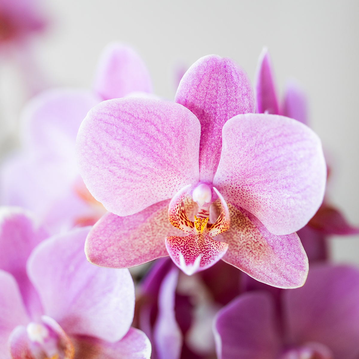Phalaenopsis mix – Ø9cm – ↕25-35cm