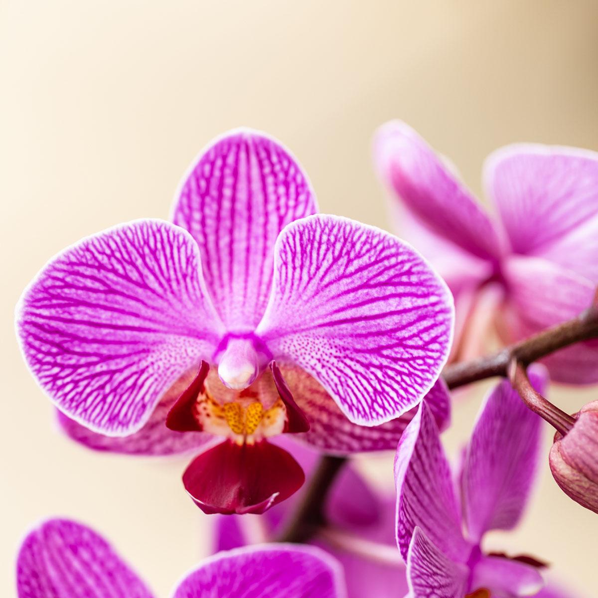 Phalaenopsis mix – Ø9cm – ↕25-35cm