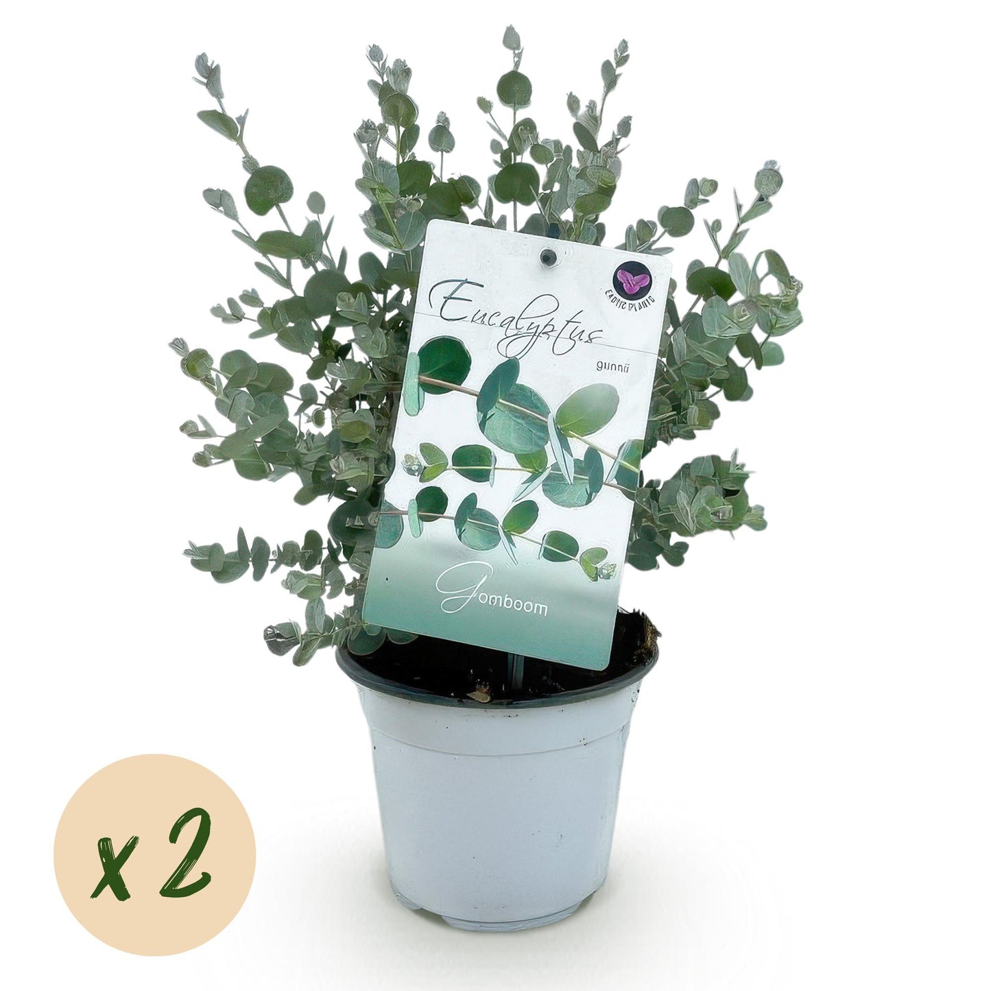 Green boutiQ - Terrasplant - Eucalyptus boom - Eucalyptus gunni - Grijs - 2 Planten - Winterhard - Pot 14cm Hoogte 30cm