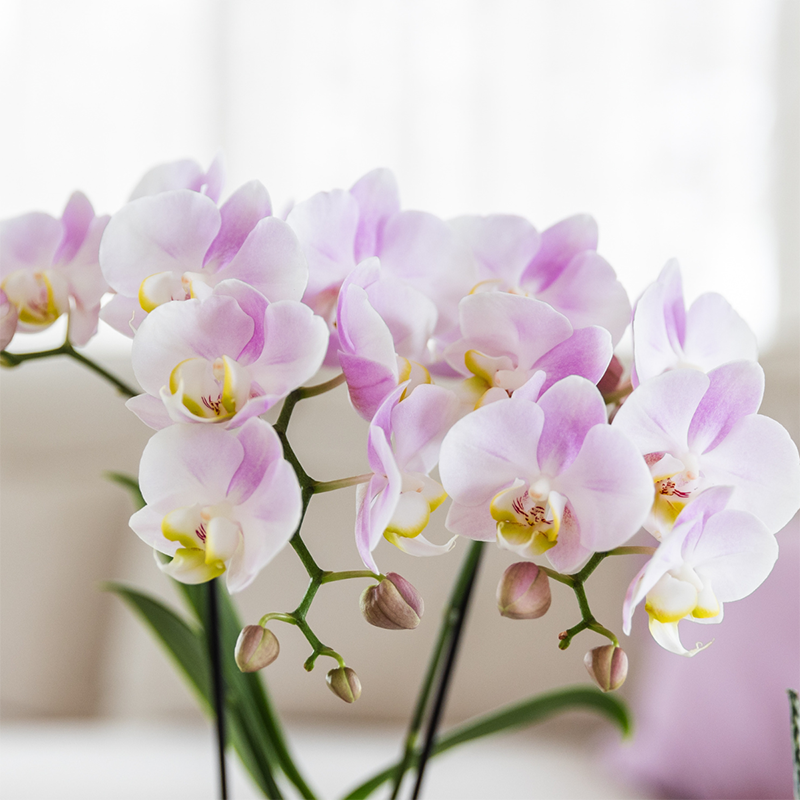 Phalaenopsis ‘Portugal’ – Ø9cm – ↕25-35cm| COMBI DEAL van 2 planten