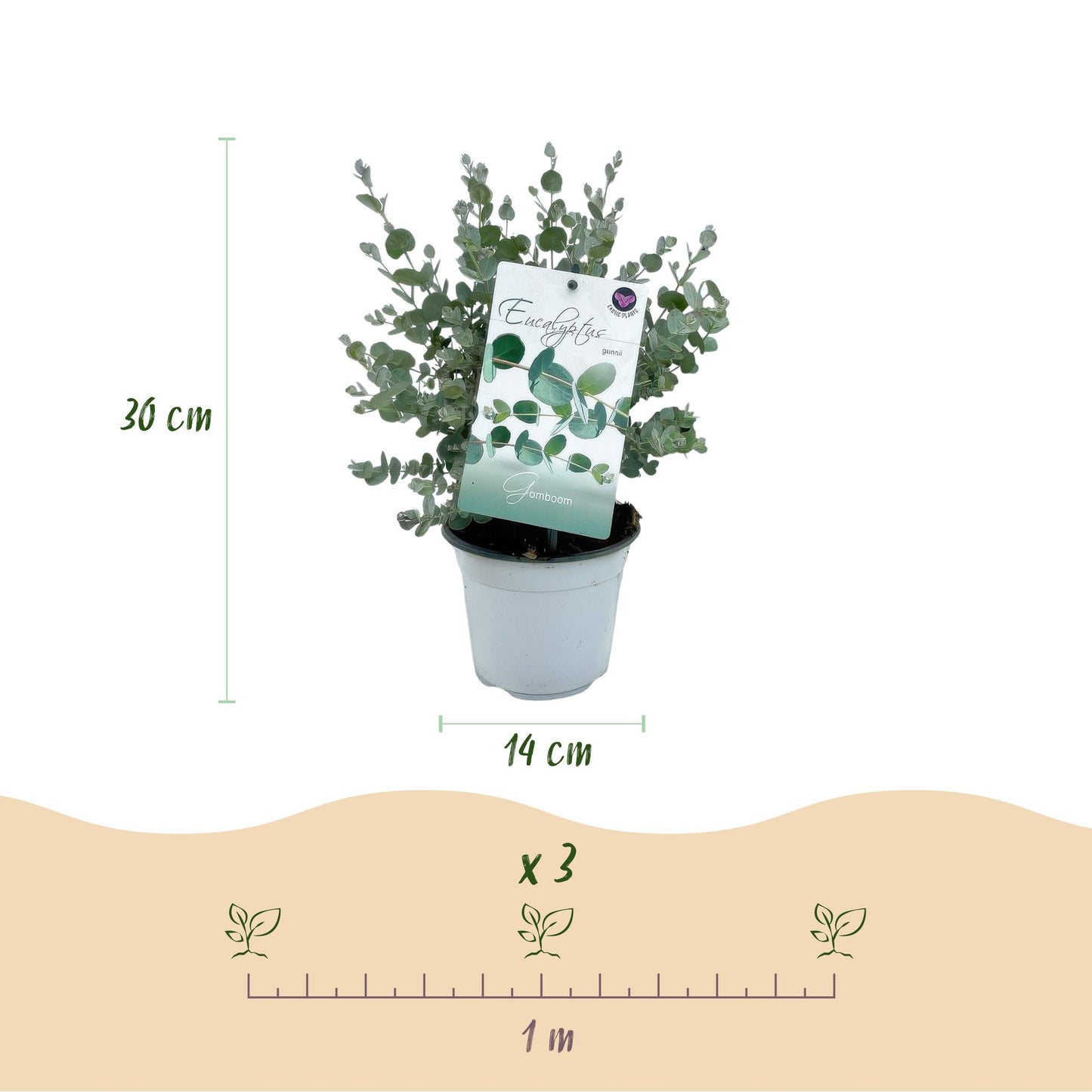 Green boutiQ - Terrasplant - Eucalyptus boom - Eucalyptus gunni - Grijs - 2 Planten - Winterhard - Pot 14cm Hoogte 30cm
