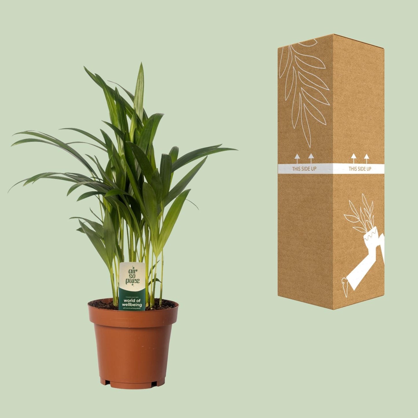 Dypsis Lutescens - Areca - Ø12cm - ↕40cm