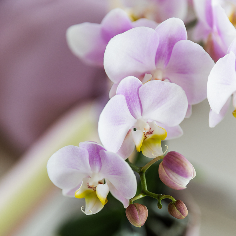 Phalaenopsis ‘Portugal’ – Ø9cm – ↕25-35cm| COMBI DEAL van 2 planten