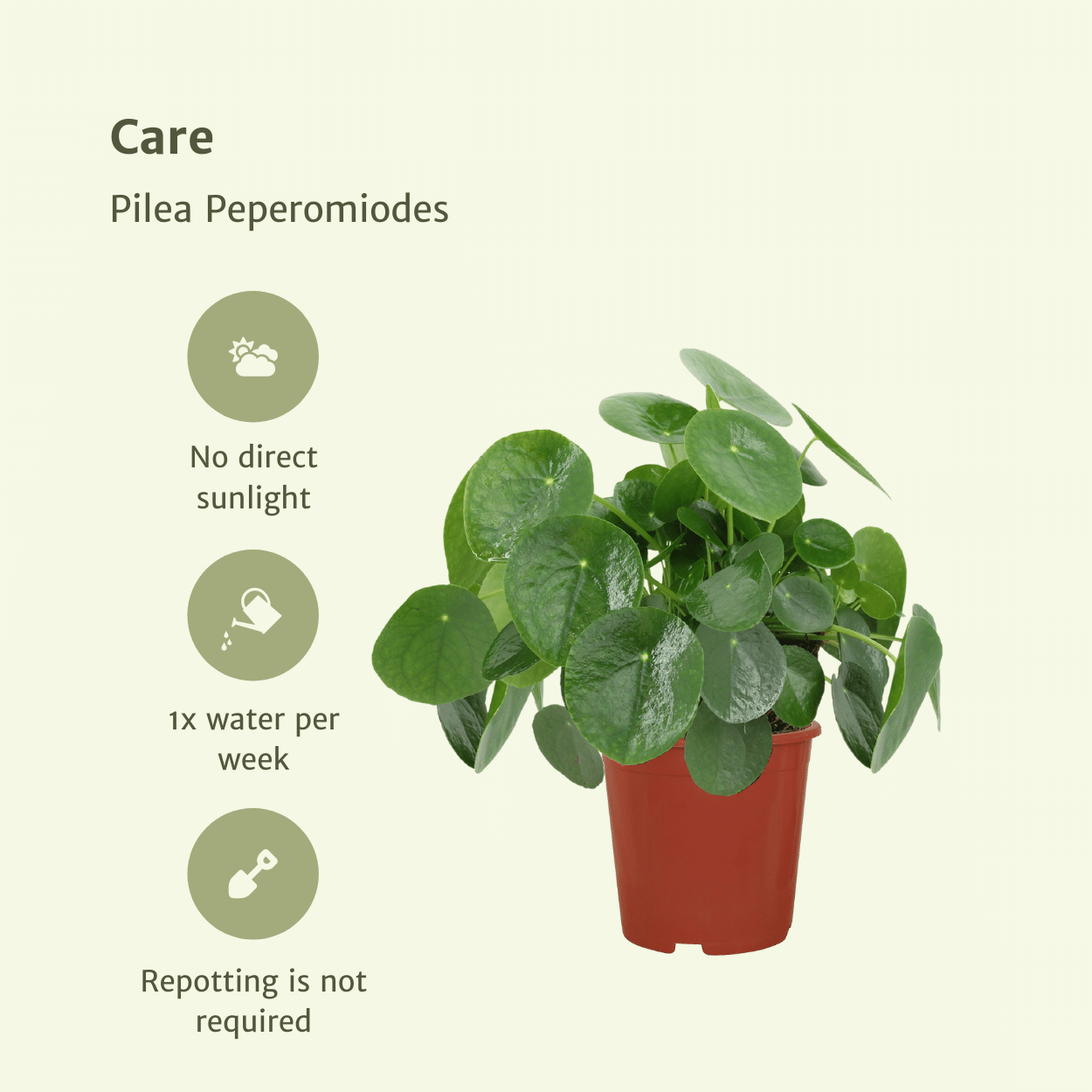 2x Pilea Peperomiodes - Pannekoekenplant - 25cm - ø15