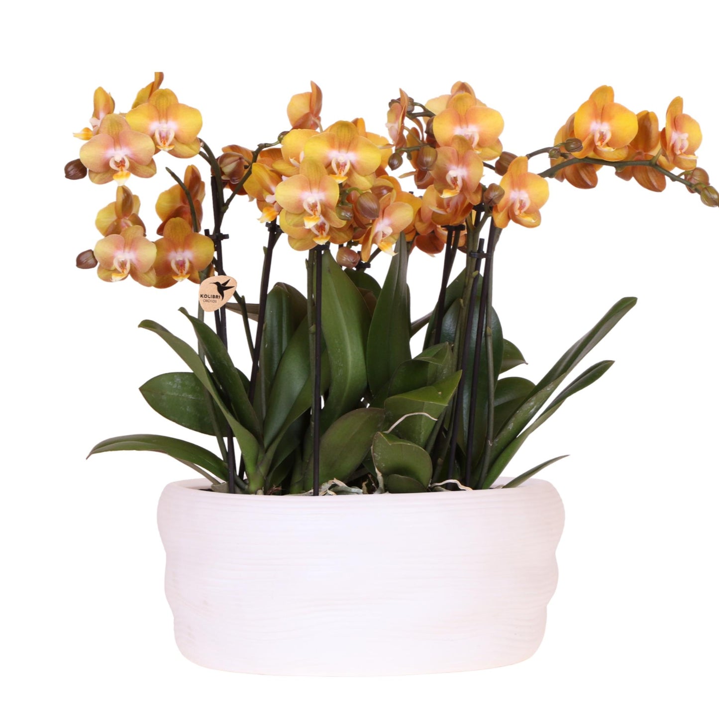 Kolibri Orchids | Oranje gouden orchideeënset in Como dish incl. waterreservoir | drie Oranje Gouden Las Vegas orchideeën 12cm | Mono Bouquet met zelfvoorzienend waterreservoir