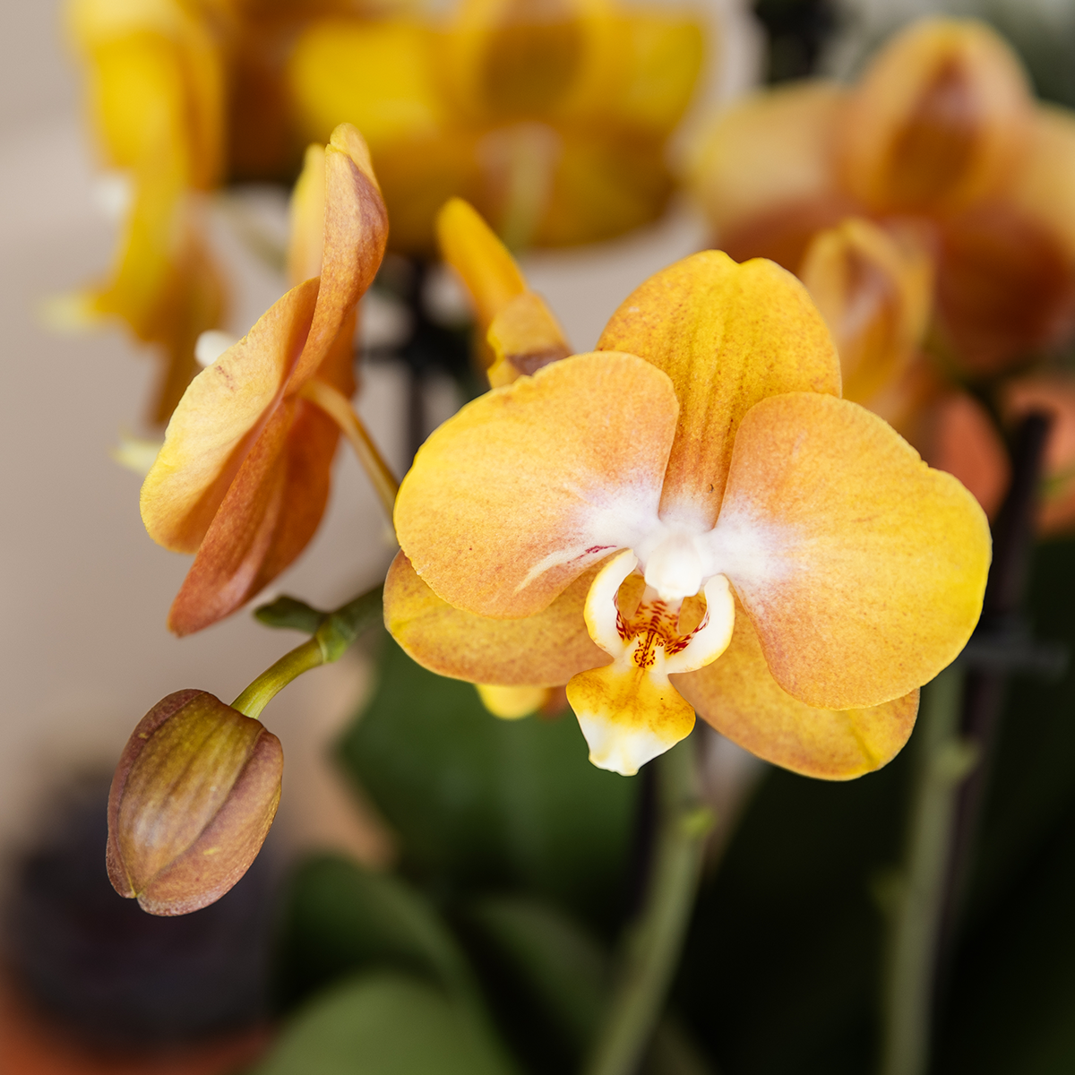 Kolibri Orchids | Oranje gouden orchideeënset in Como dish incl. waterreservoir | drie Oranje Gouden Las Vegas orchideeën 12cm | Mono Bouquet met zelfvoorzienend waterreservoir