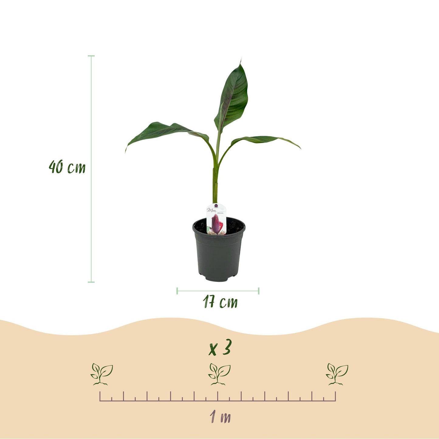 Green boutiQ - Fruitplant - Bananen plant - Musa sikkemensis Red Tiger - Winterhard - 2 planten - Pot 17cm Hoogte 40cm