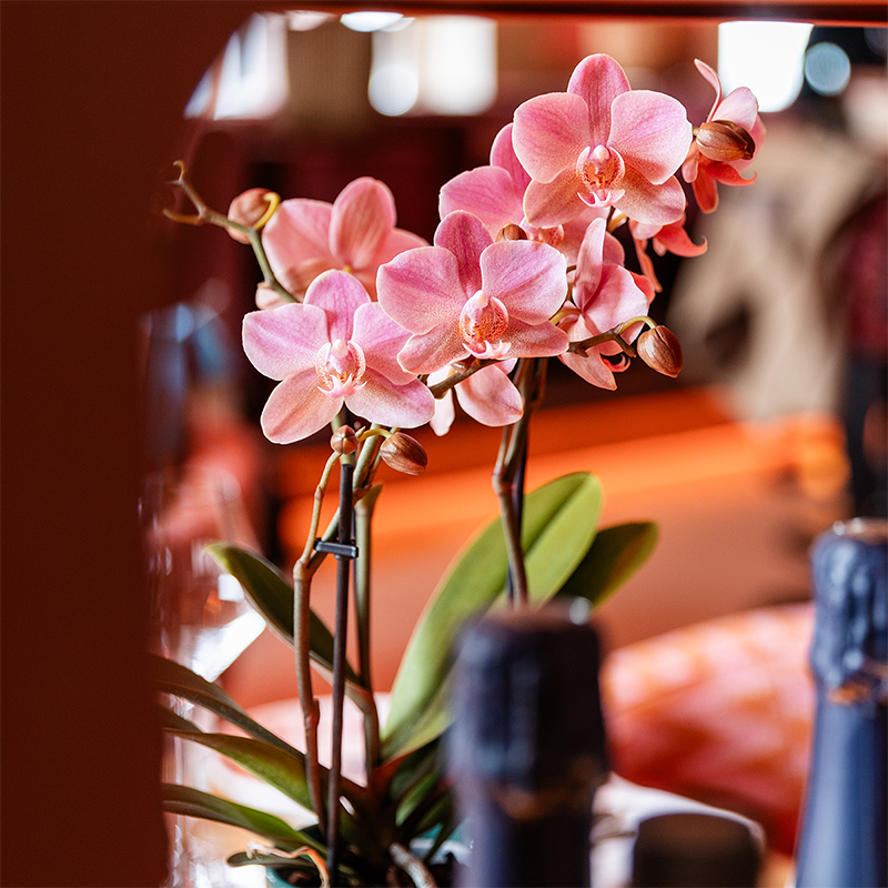 Phalaenopsis ‘Treviso’ – Ø9cm – ↕25-35cm COMBI DEAL met 2 planten