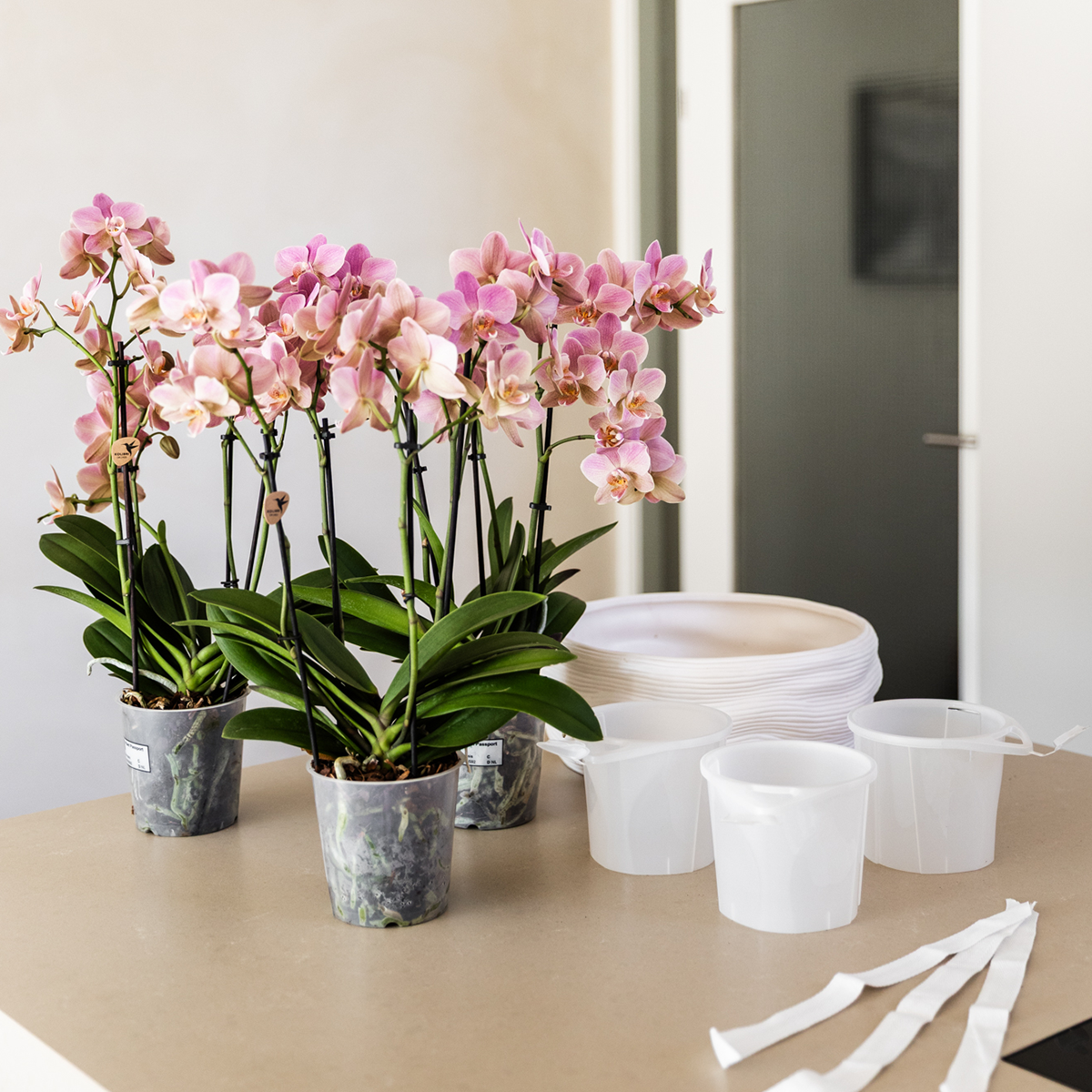 Kolibri Orchids | Oranje gouden orchideeënset in Como dish incl. waterreservoir | drie Oranje Gouden Las Vegas orchideeën 12cm | Mono Bouquet met zelfvoorzienend waterreservoir
