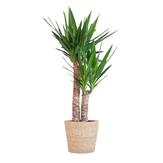 Yucca Elephantipes met Sofia mand naturel - 90cm - Ø21