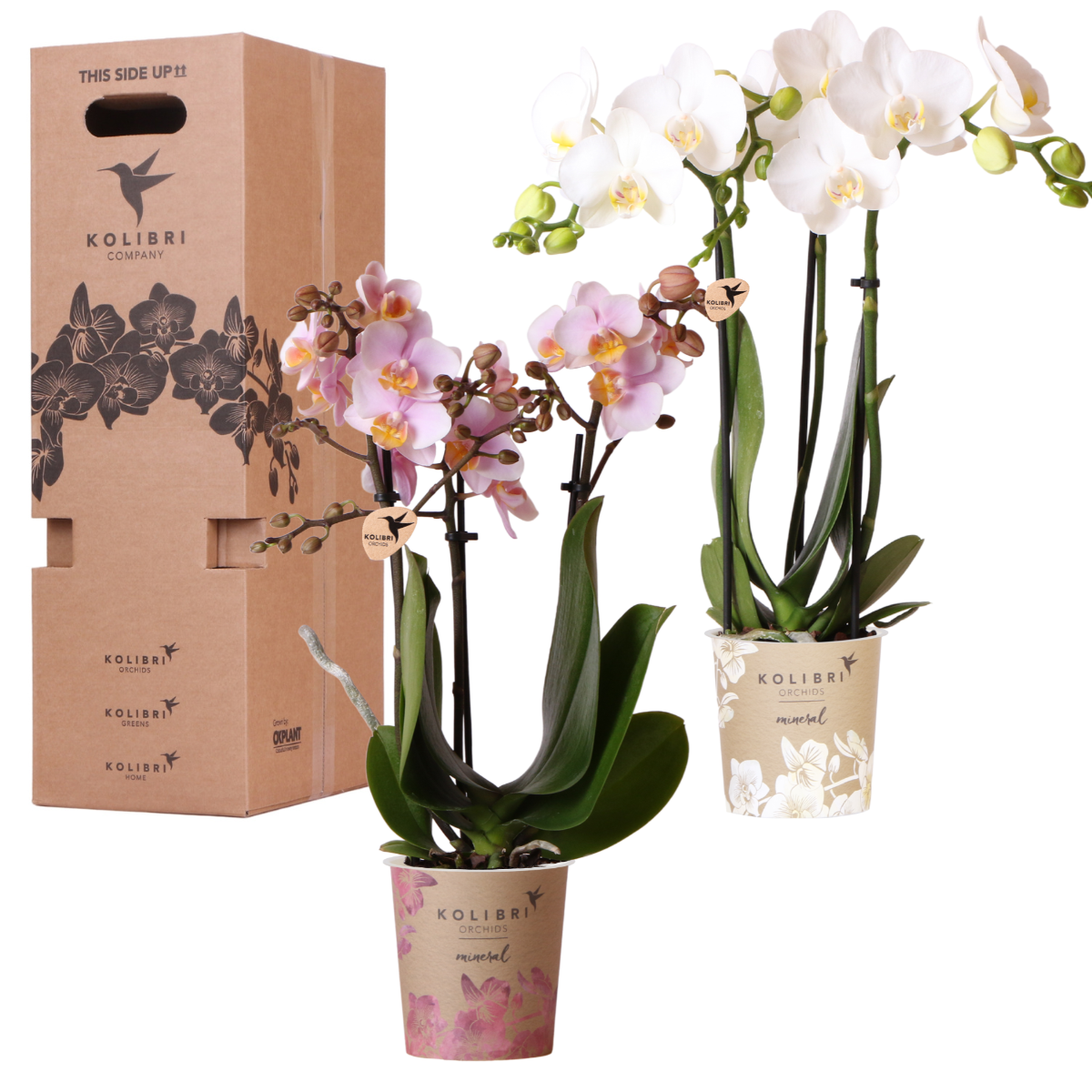 Phalaenopsis mix – Ø9cm – ↕25-35cm