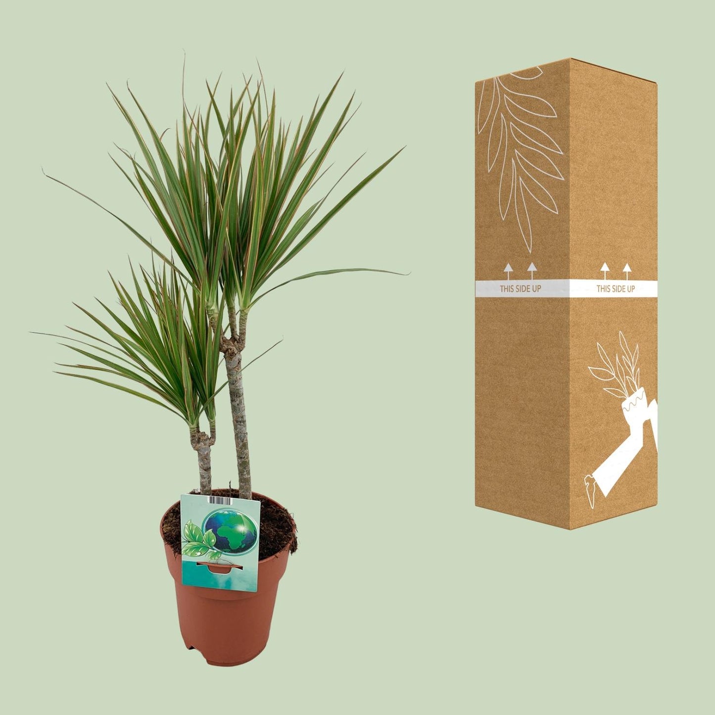 Dracaena Marginata Bicolor - Ø19cm - ↕70cm