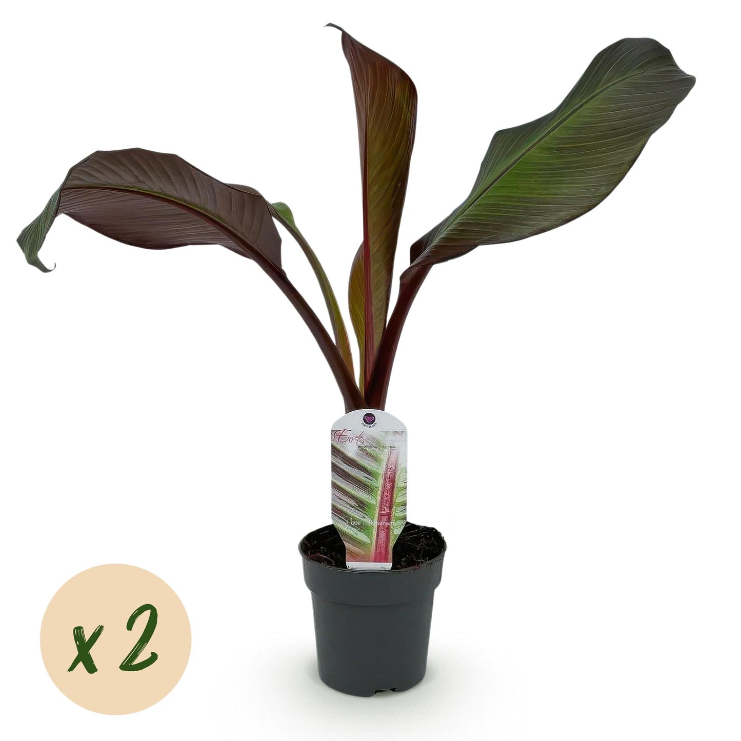 Green boutiQ - Fruitplant - Bananen plant - Ensete ventricosum Maurelli - Winterhard - 2 planten - Pot 12cm Hoogte 30cm