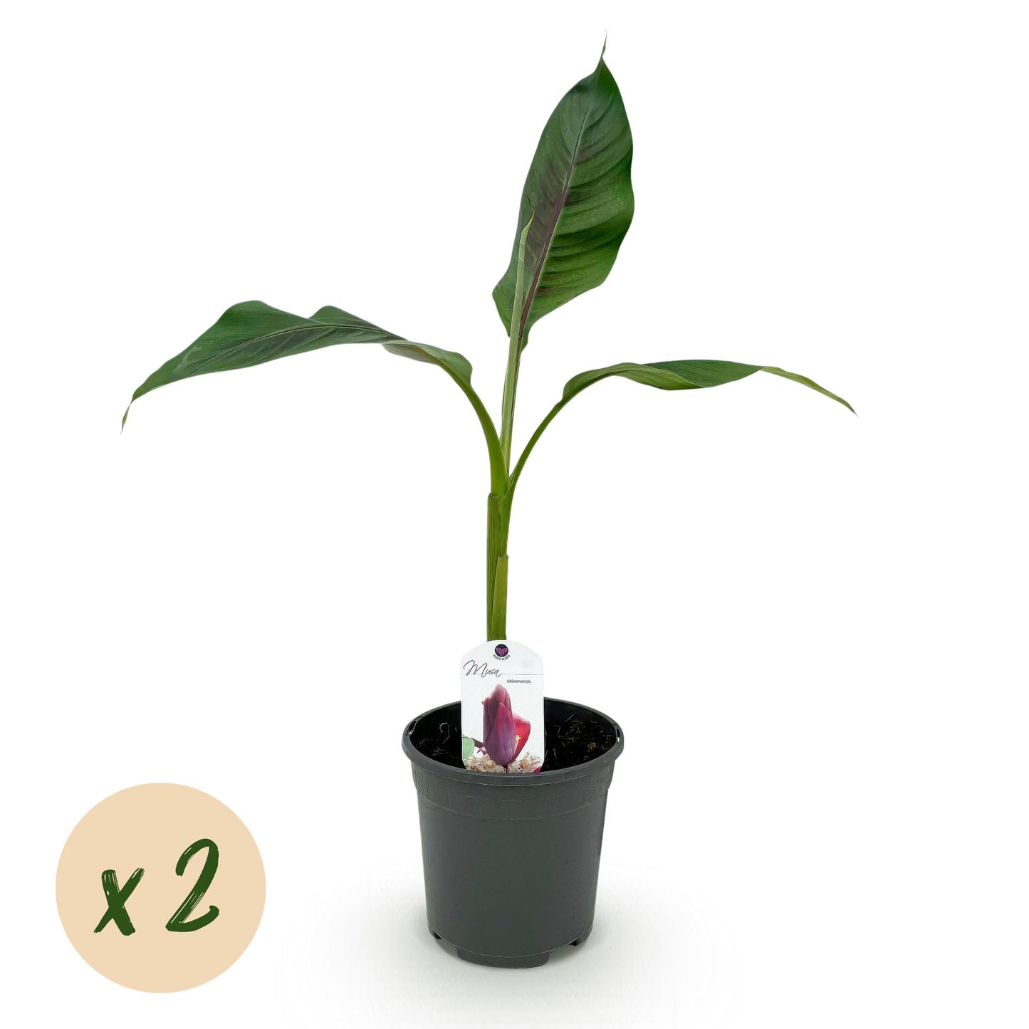Green boutiQ - Fruitplant - Bananen plant - Musa sikkemensis Red Tiger - Winterhard - 2 planten - Pot 17cm Hoogte 40cm