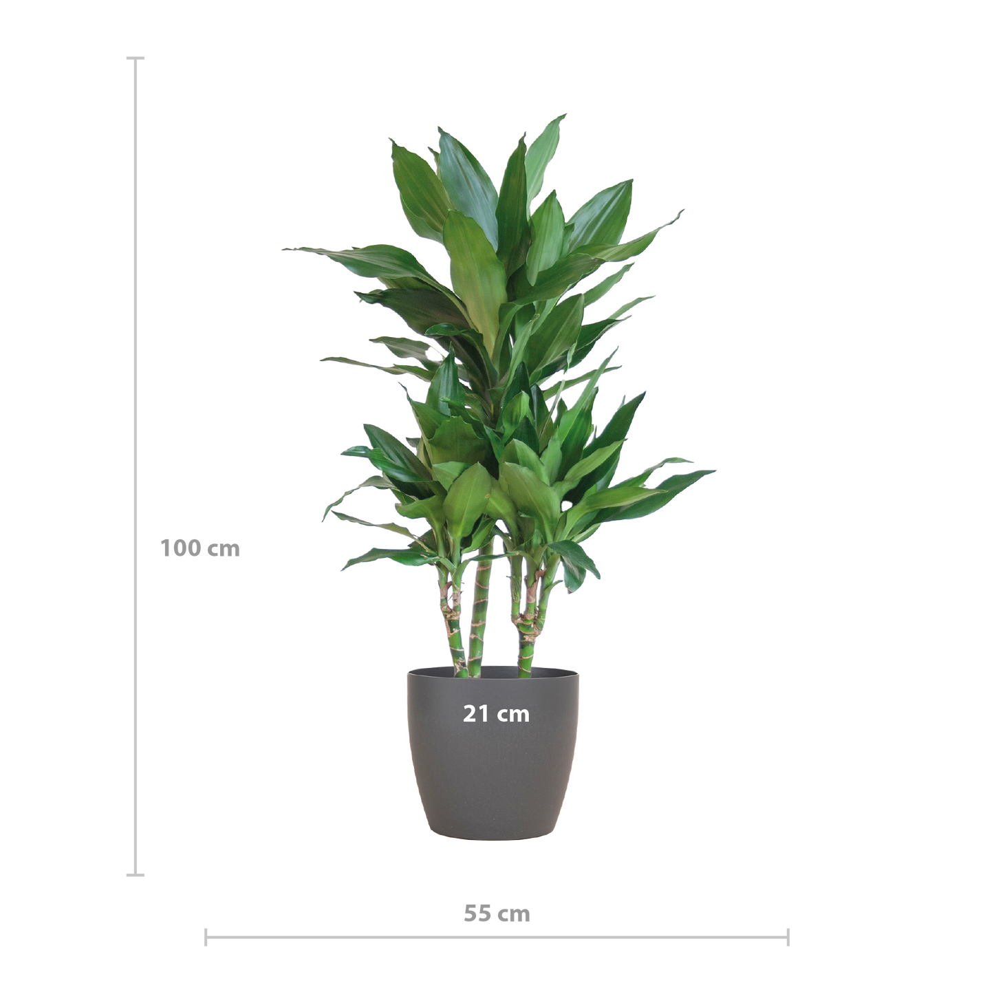 Dracaena Janet Lindt met Viber grijs - 95cm - Ø21