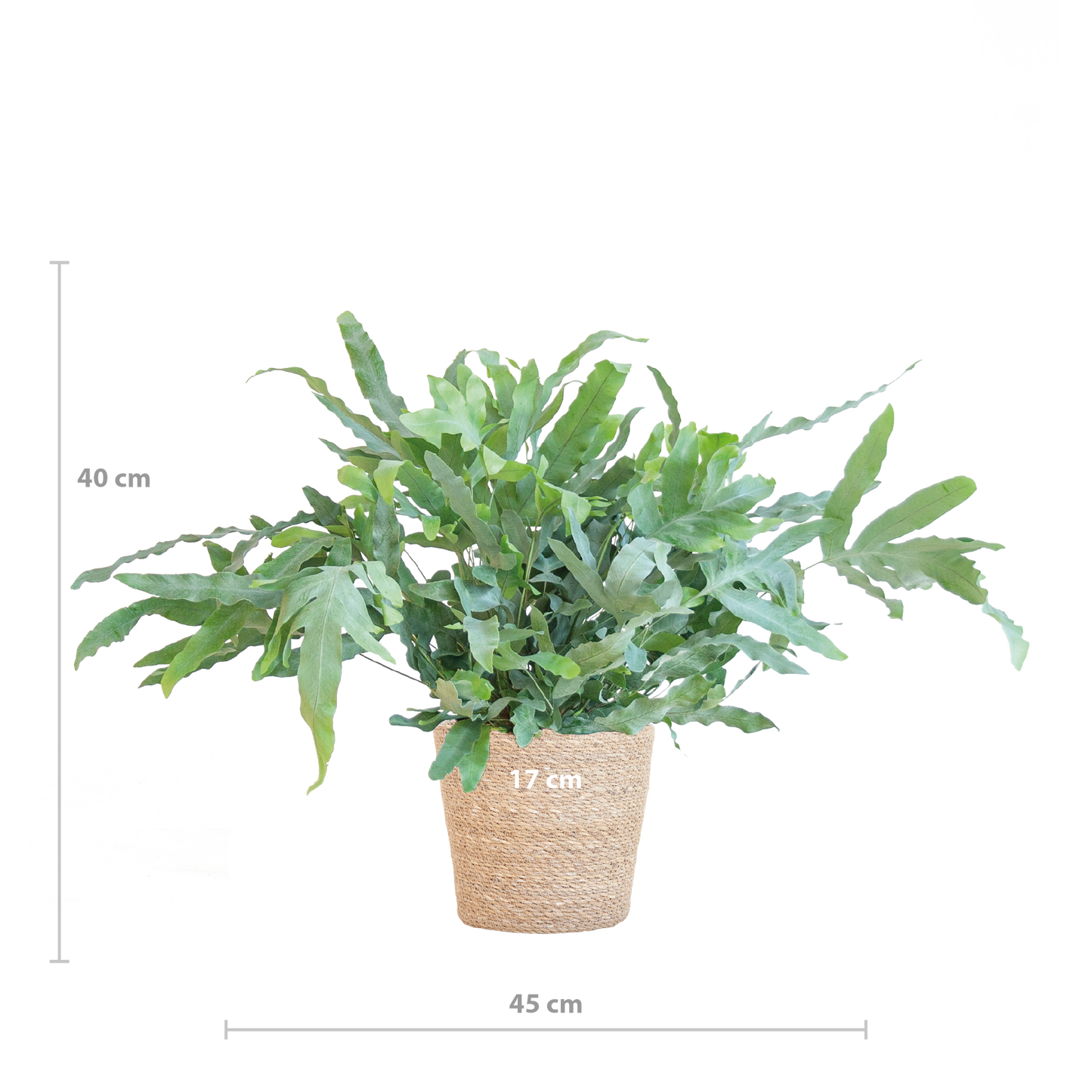 Phlebodium Aureum 'Blue Star' met Mand Sofia naturel - 40cm - Ø17