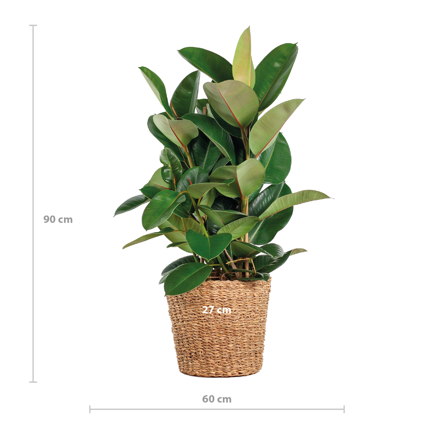 Ficus Elastica Robusta XL met mand Torun - 90cm - Ø27