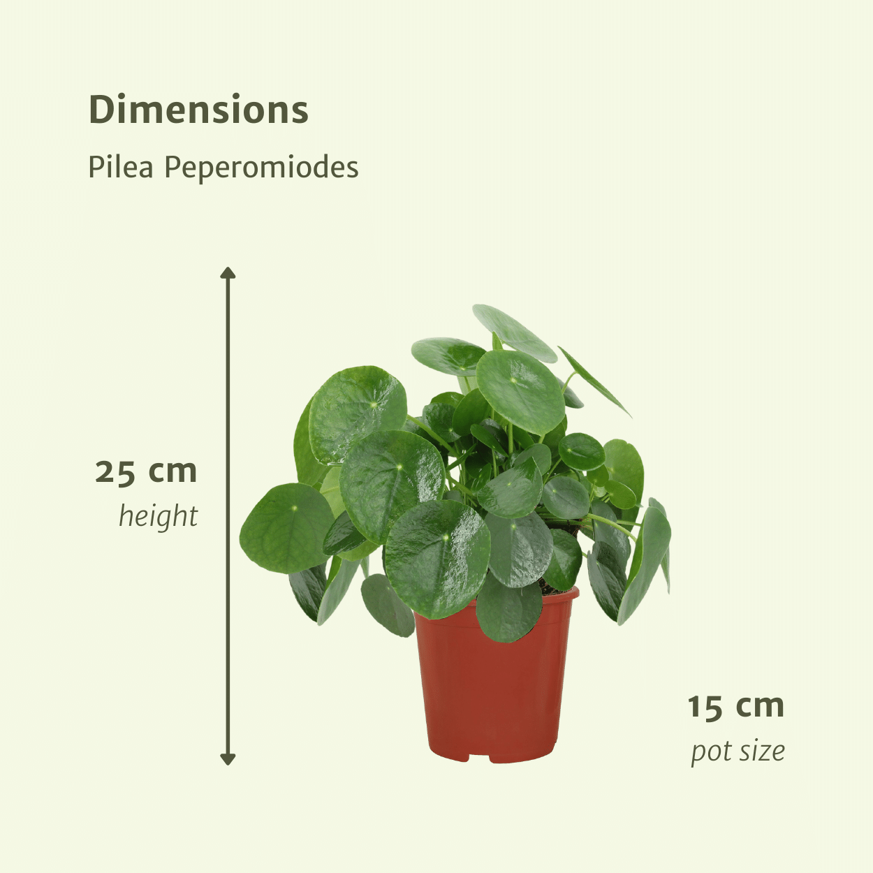 2x Pilea Peperomiodes - Pannekoekenplant - 25cm - ø15