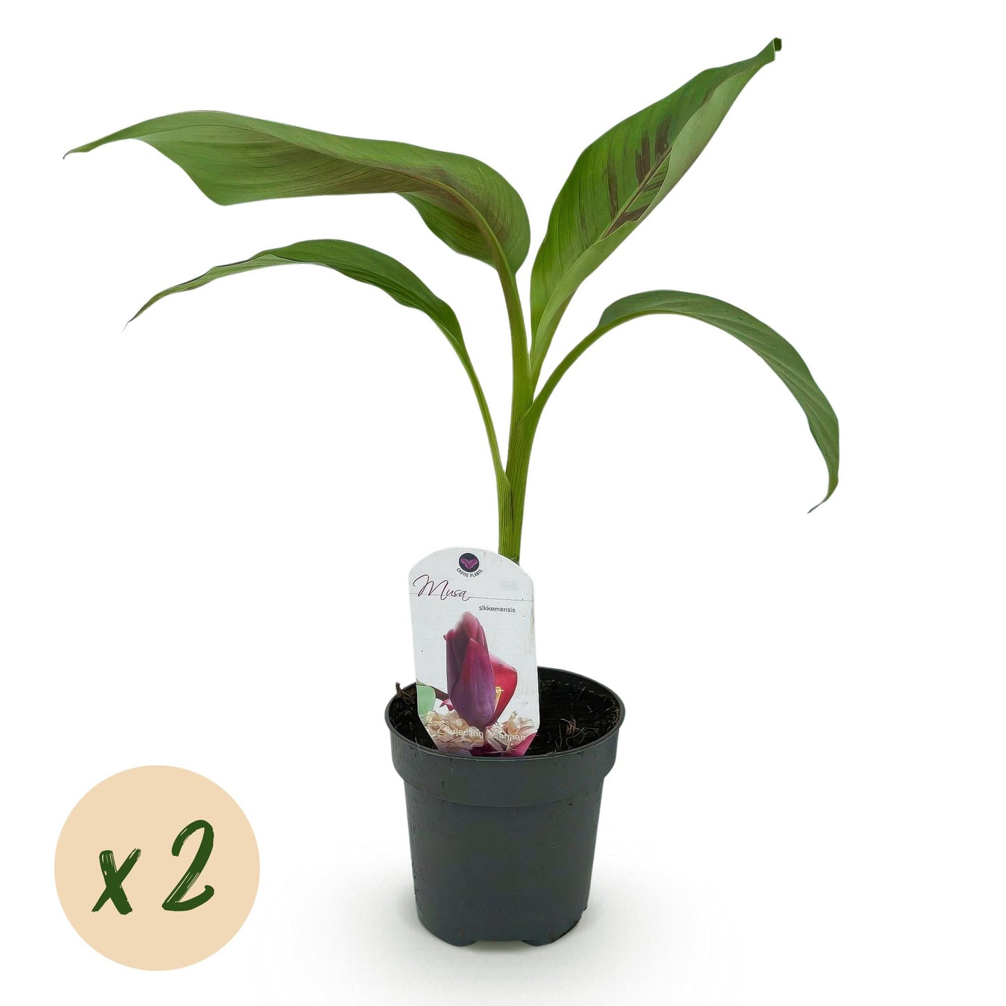 Green boutiQ - Fruitplant - Bananen plant - Musa sikkemensis Red Tiger - Winterhard - 2 planten - Pot 12cm Hoogte 30cm