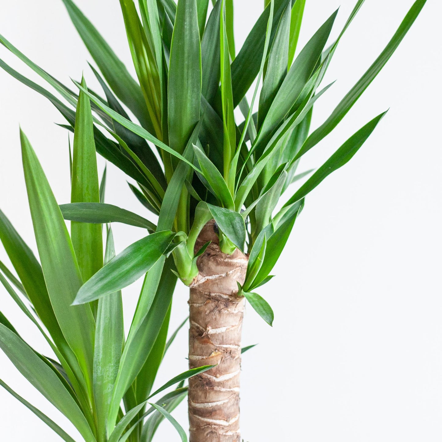 Dracaena Janet Lindt met mand Lissabon wit - 95cm - Ø21