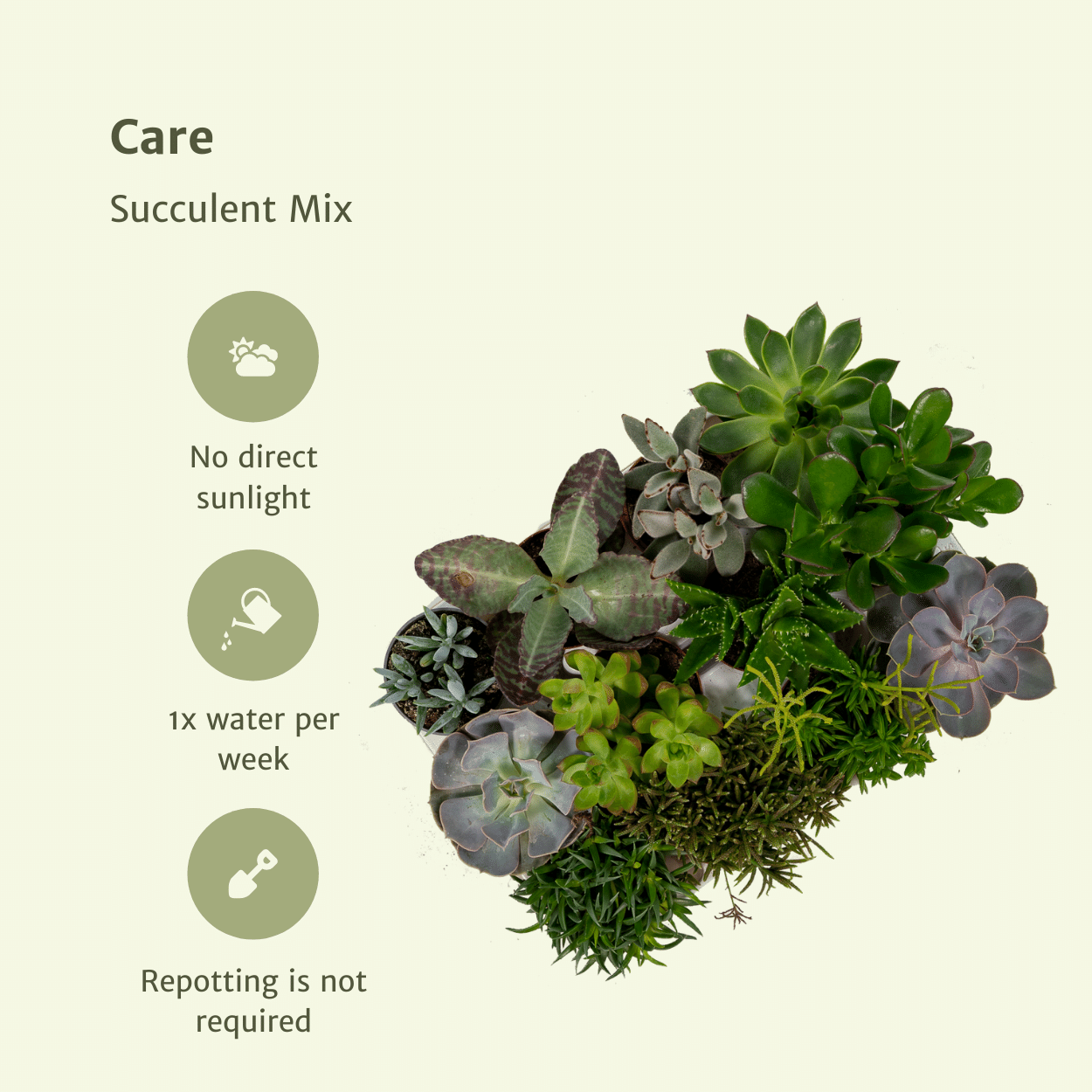 Everspring - Succulenten Mix - 18 stuks - 10 cm - Ø8,5 - 9