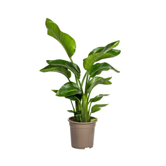 Strelitzia Nicolai Ø21cm - ↕90 - 110cm