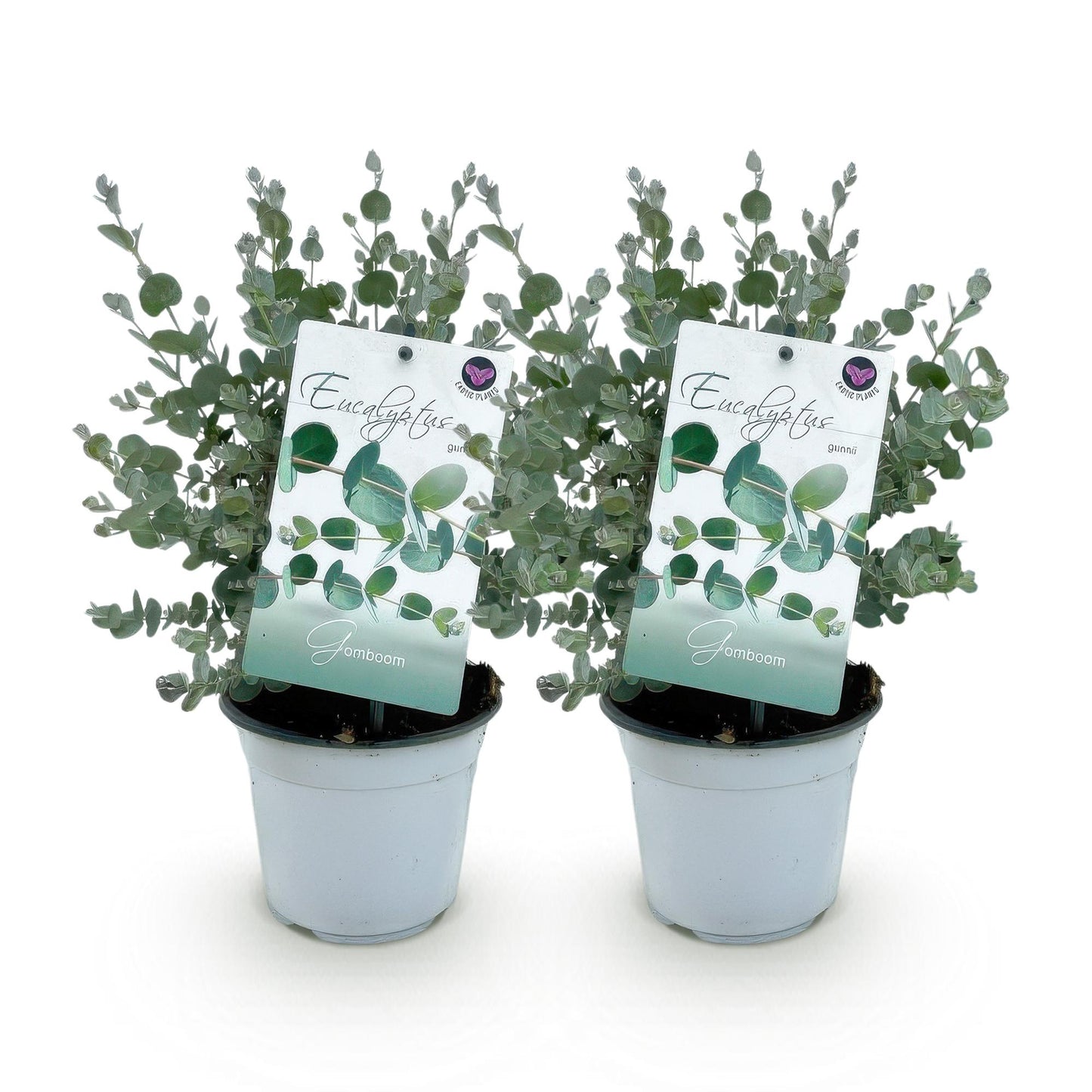 Green boutiQ - Terrasplant - Eucalyptus boom - Eucalyptus gunni - Grijs - 2 Planten - Winterhard - Pot 14cm Hoogte 30cm