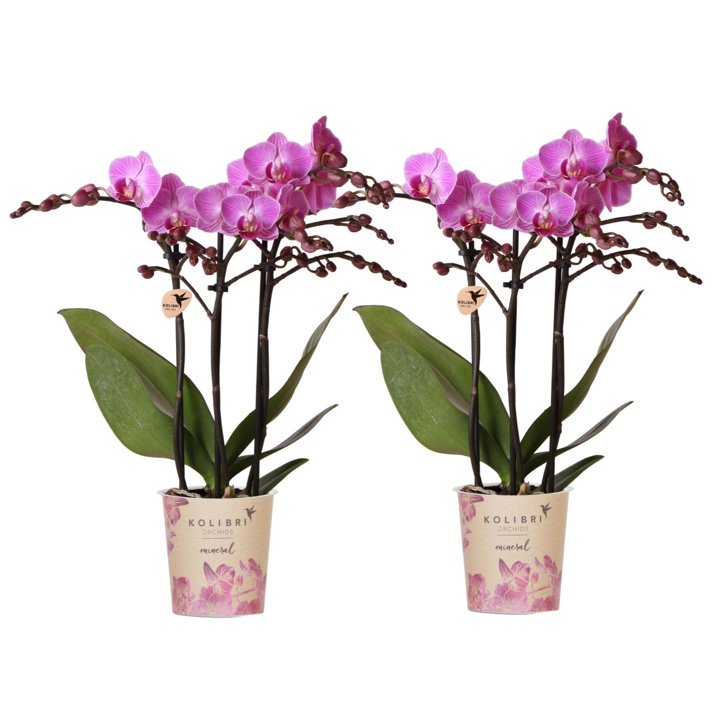 Phalaenopsis ‘Vienna’ – Ø9cm – ↕25-35cm COMBI DEAL van 2 planten