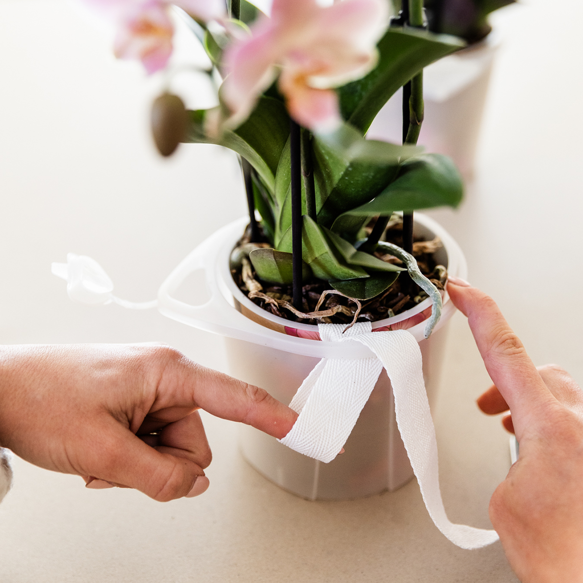 Kolibri Orchids | Oranje gouden orchideeënset in Como dish incl. waterreservoir | drie Oranje Gouden Las Vegas orchideeën 12cm | Mono Bouquet met zelfvoorzienend waterreservoir