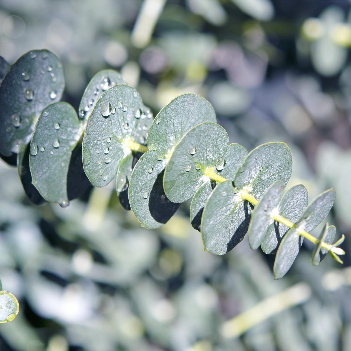 Green boutiQ - Terrasplant - Eucalyptus boom - Eucalyptus gunni - Grijs - 2 Planten - Winterhard - Pot 14cm Hoogte 30cm