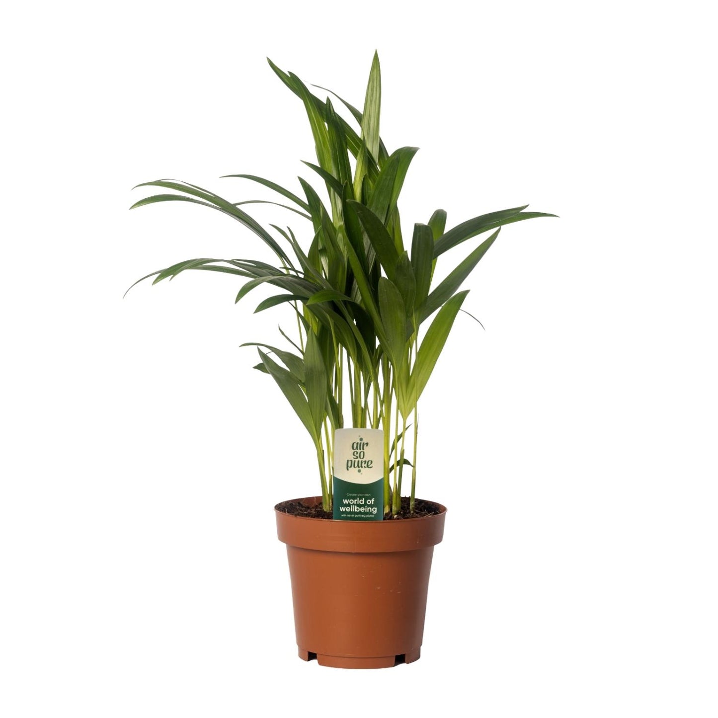 Dypsis Lutescens - Areca - Ø12cm - ↕40cm
