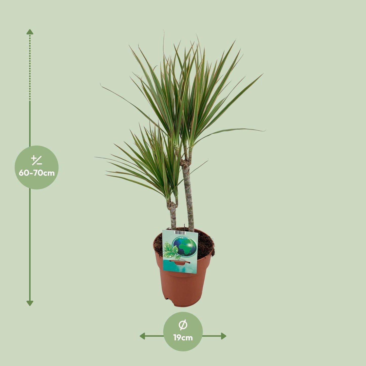 Dracaena Marginata Bicolor - Ø19cm - ↕70cm