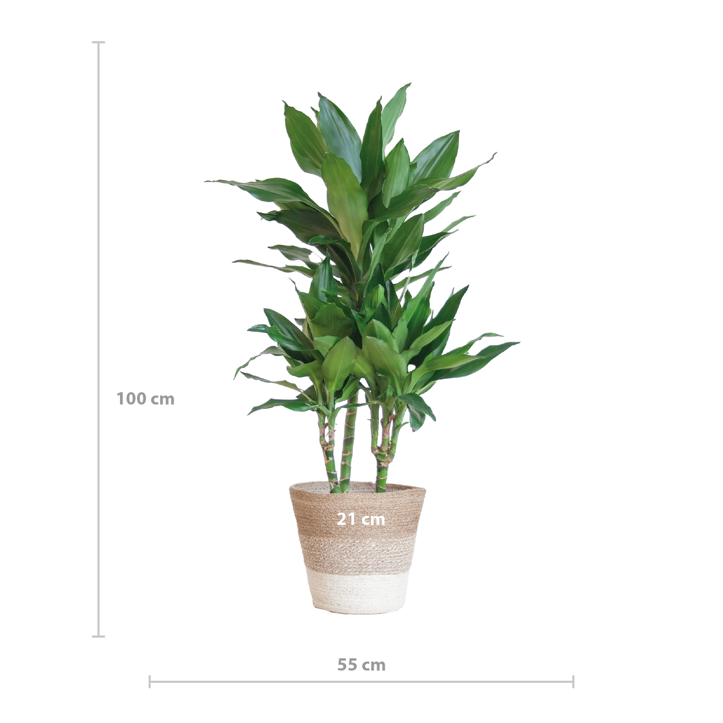 Dracaena Janet Lindt met mand Lissabon wit - 95cm - Ø21
