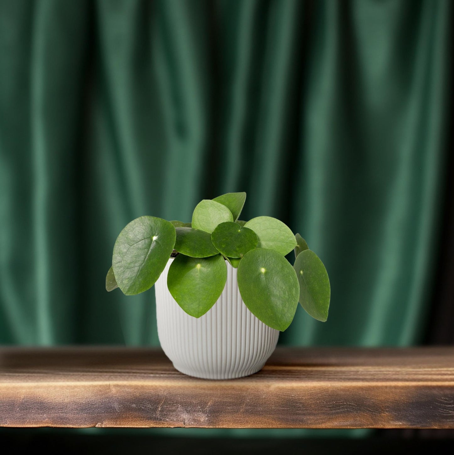 Pilea Peperomiodes - Pannekoekenplant - Ø12cm - ↕20cm