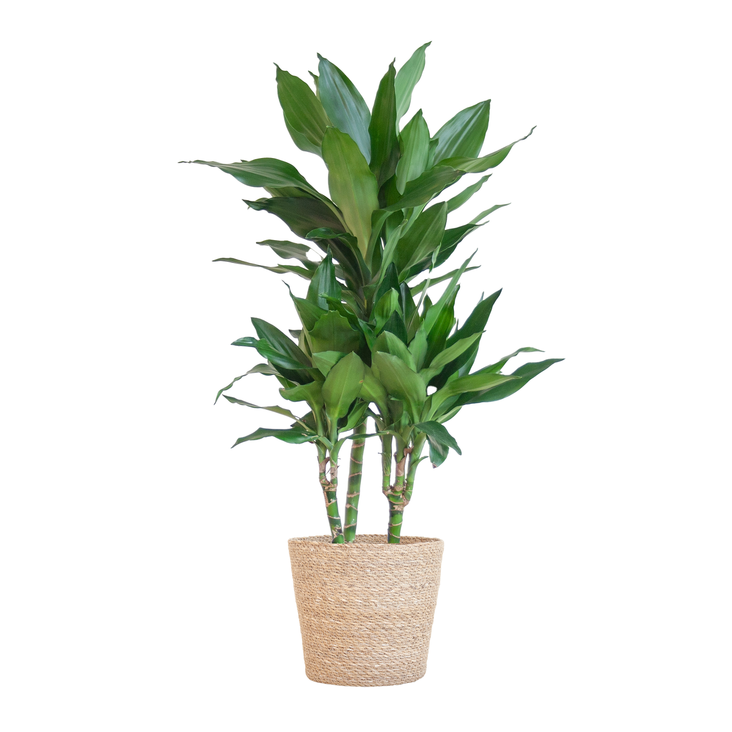 Dracaena Janet Lindt met Sofia mand naturel - 95cm - Ø21