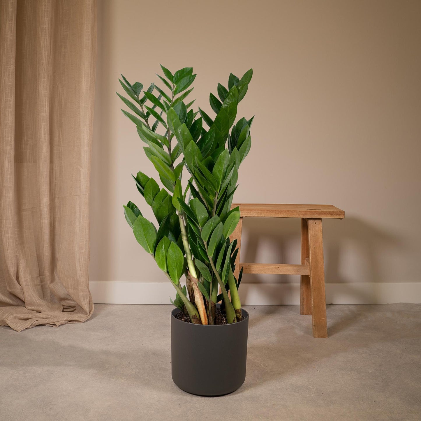 Zamioculcas Zamiifolia - Ø17cm - ↕70cm