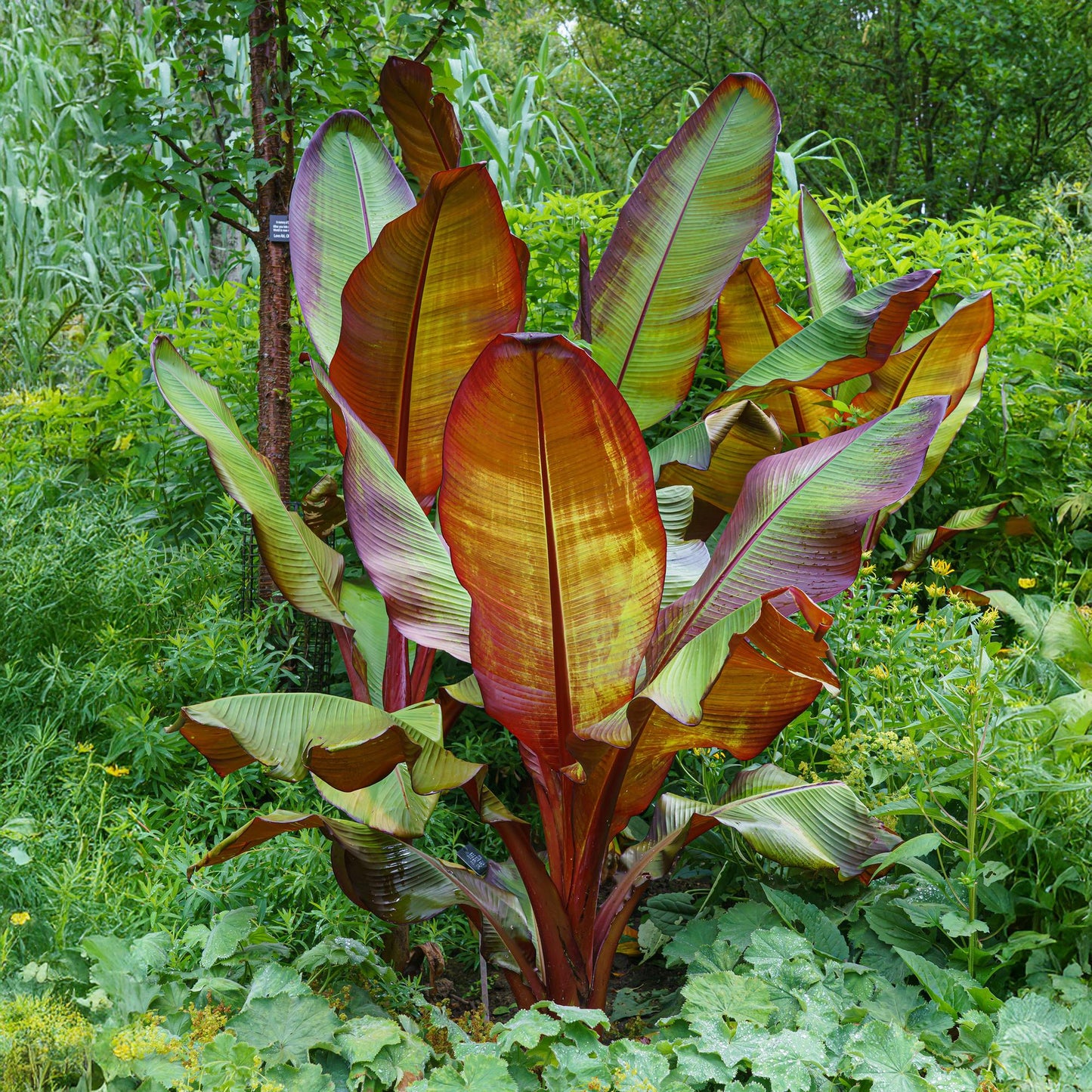 Green boutiQ - Fruitplant - Bananen plant - Ensete ventricosum Maurelli - Winterhard - 2 planten - Pot 12cm Hoogte 30cm
