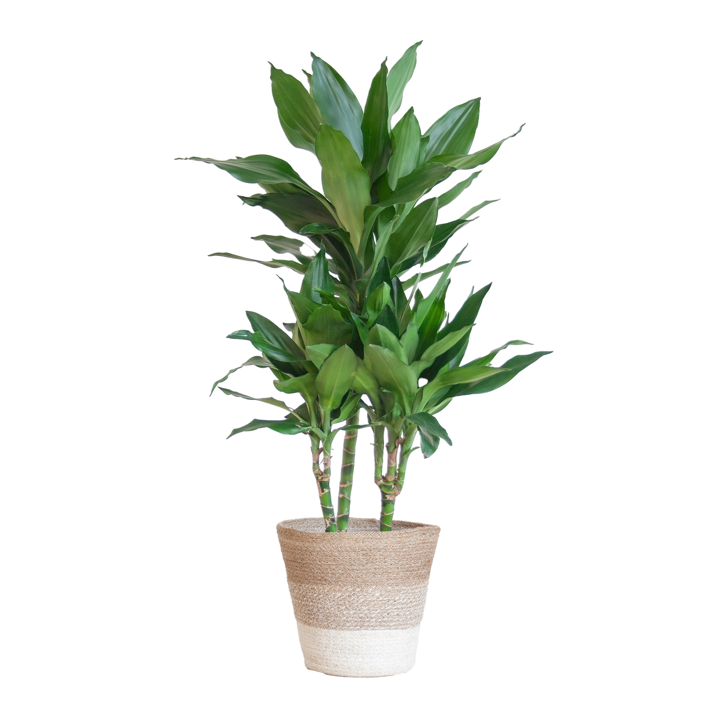 Dracaena Janet Lindt met mand Lissabon wit - 95cm - Ø21