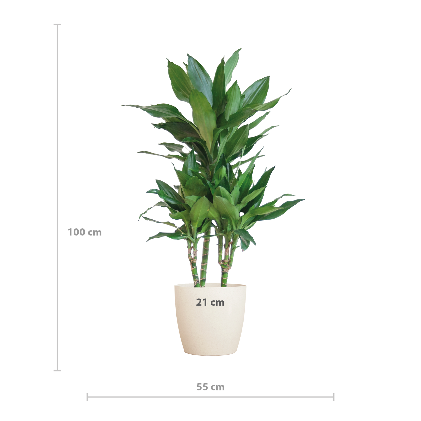 Dracaena Janet Lindt met Viber wit - 95cm - Ø21