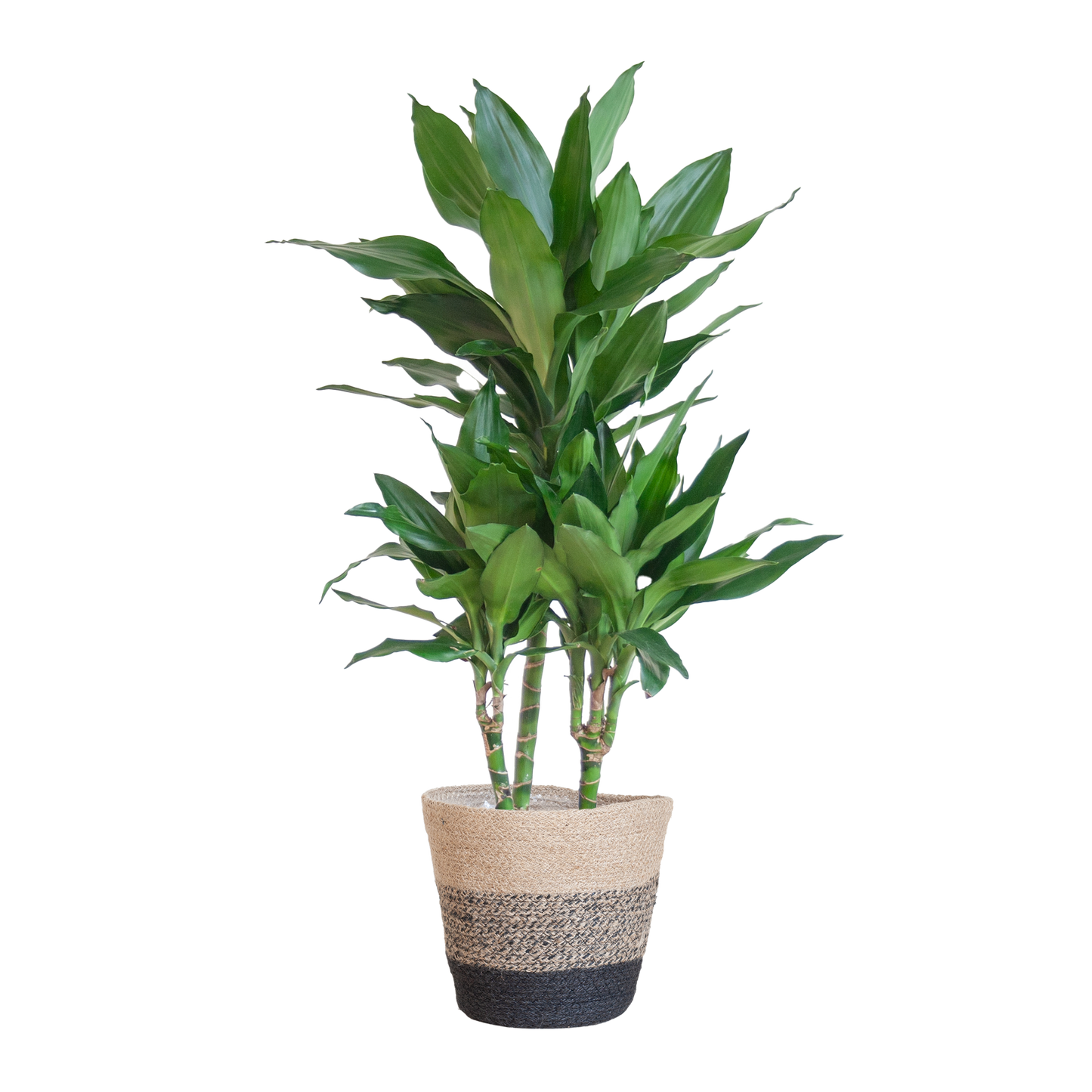 Dracaena Janet Lindt met Mand Lissabon zwart - 95cm - Ø21