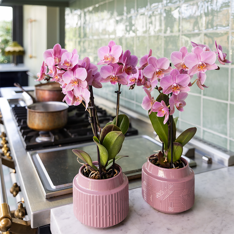 Phalaenopsis ‘Treviso’ – Ø9cm – ↕25-35cm COMBI DEAL met 2 planten