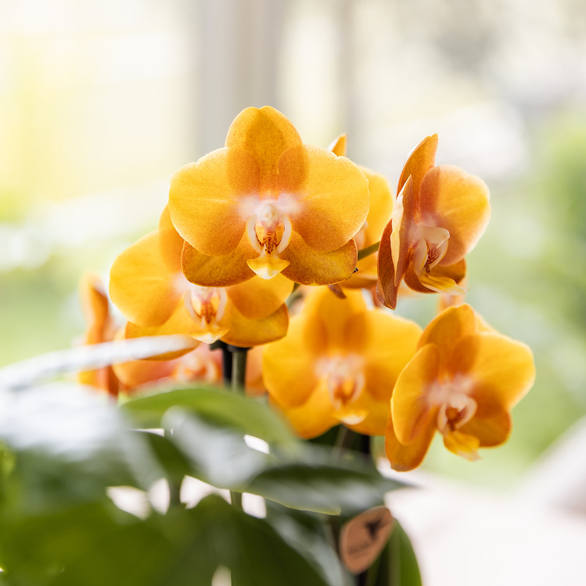 Kolibri Orchids | Oranje gouden orchideeënset in Como dish incl. waterreservoir | drie Oranje Gouden Las Vegas orchideeën 12cm | Mono Bouquet met zelfvoorzienend waterreservoir