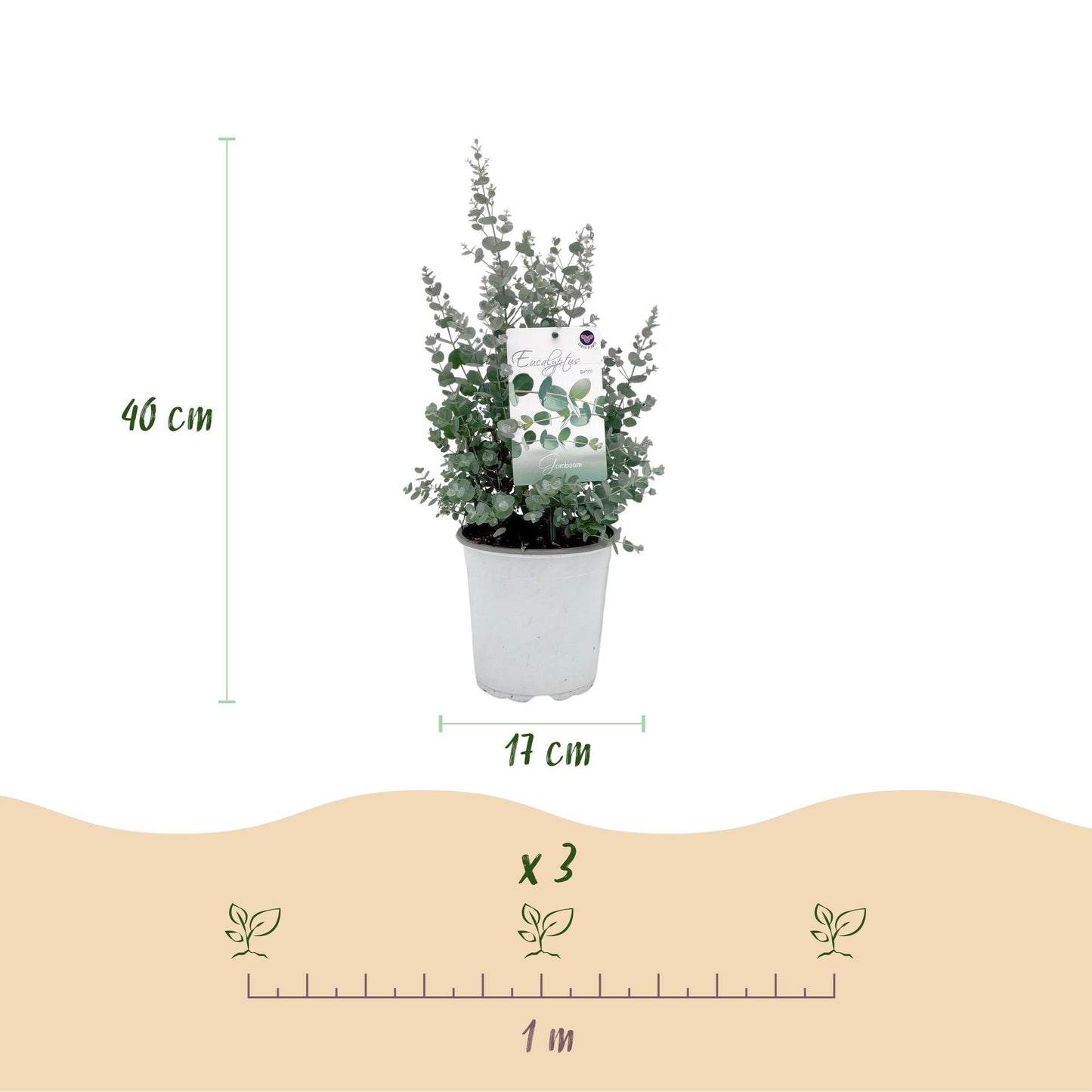 Green boutiQ - Terrasplant - Eucalyptus boom - Eucalyptus gunni - Grijs - 2 Planten - Winterhard - Pot 17cm Hoogte 40cm