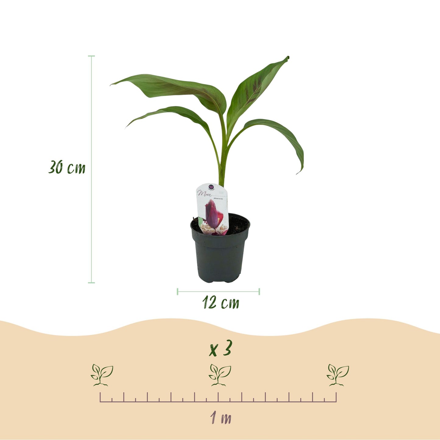 Green boutiQ - Fruitplant - Bananen plant - Musa sikkemensis Red Tiger - Winterhard - 2 planten - Pot 12cm Hoogte 30cm