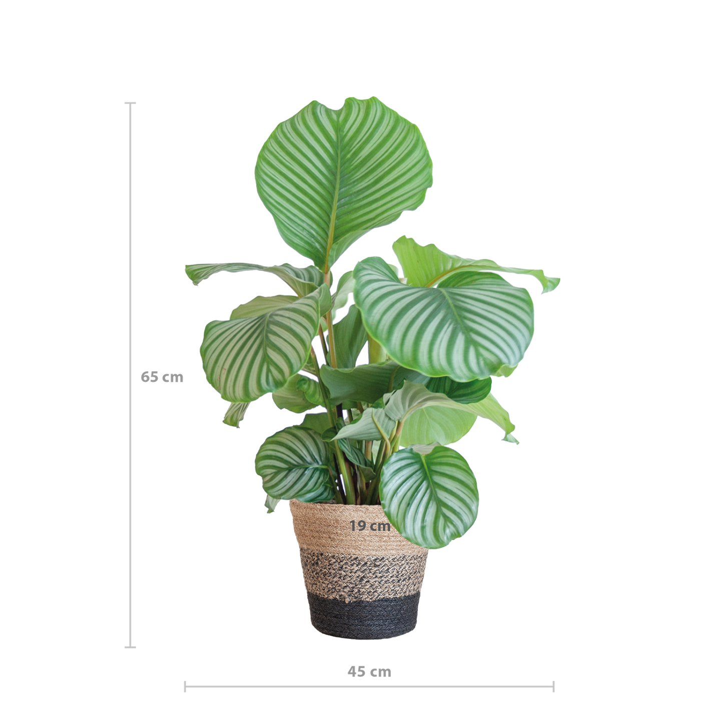 Calathea Orbifolia met Lissabon mand zwart - 65cm - Ø21