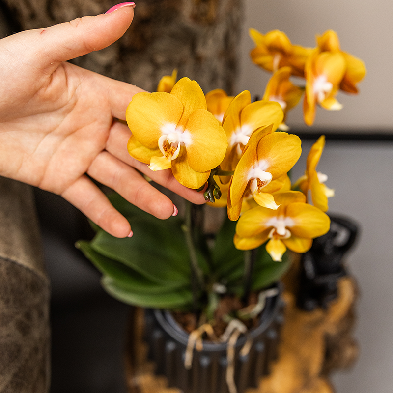 Kolibri Orchids | Oranje gouden orchideeënset in Como dish incl. waterreservoir | drie Oranje Gouden Las Vegas orchideeën 12cm | Mono Bouquet met zelfvoorzienend waterreservoir