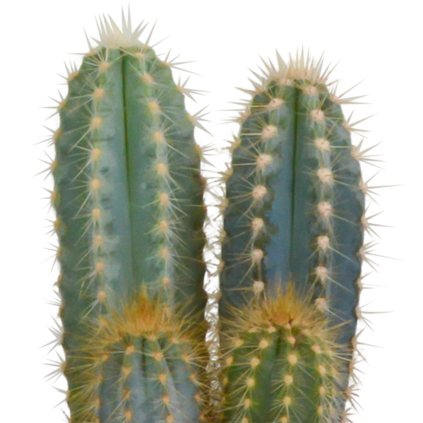 Cactus mix 10.5 cm - 3x - 12cm zonder pot