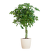Schefflera Arab Nora met Viber wit  - 70cm - Ø21
